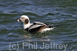 Long-tailed Duck