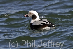 Long-tailed Duck