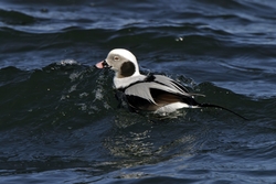 Long-tailed Duck