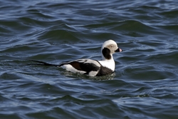 Long-tailed Duck