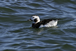 Long-tailed Duck