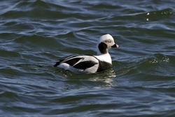 Long-tailed Duck