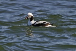 Long-tailed Duck