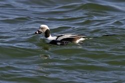 Long-tailed Duck