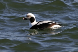 Long-tailed Duck