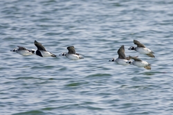 Long-tailed Duck