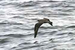 Long-tailed Jaeger