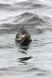 Long-tailed Jaeger