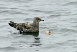 Long-tailed Jaeger