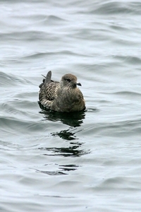 Long-tailed Jaeger