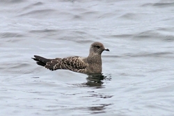 Long-tailed Jaeger