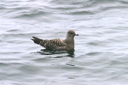 Long-tailed Jaeger