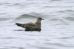 Long-tailed Jaeger