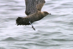 Long-tailed Jaeger