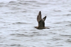 Long-tailed Jaeger