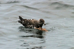 Long-tailed Jaeger