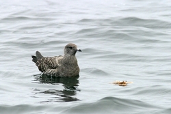 Long-tailed Jaeger