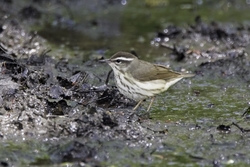 Louisiana Waterthrush