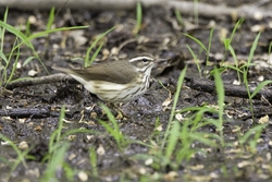 Louisiana Waterthrush