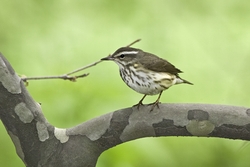 Louisiana Waterthrush