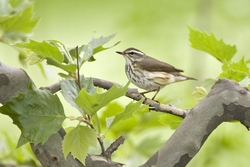 Louisiana Waterthrush