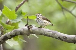 Louisiana Waterthrush