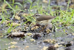 Louisiana Waterthrush