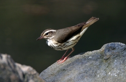 Louisiana Waterthrush