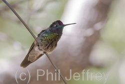 Magnificent Hummingbird