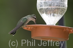 Magnificent Hummingbird