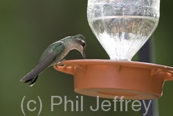 Magnificent Hummingbird