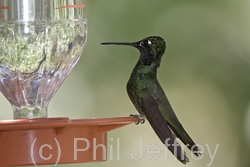 Magnificent Hummingbird