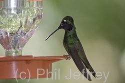 Magnificent Hummingbird