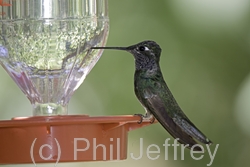 Magnificent Hummingbird