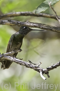 Magnificent Hummingbird