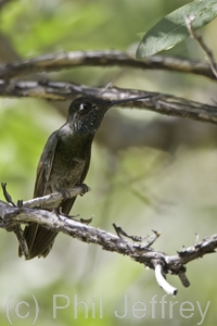 Magnificent Hummingbird