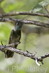 Magnificent Hummingbird