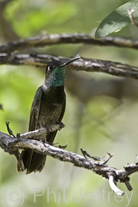 Magnificent Hummingbird