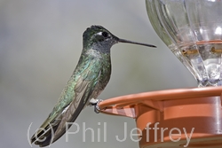 Magnificent Hummingbird