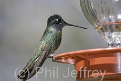 Magnificent Hummingbird