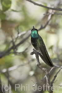 Magnificent Hummingbird