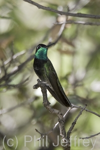 Magnificent Hummingbird