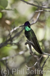 Magnificent Hummingbird