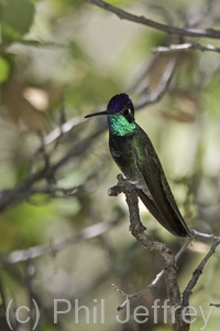 Magnificent Hummingbird