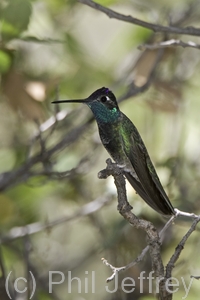 Magnificent Hummingbird