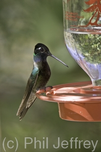 Magnificent Hummingbird