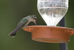 Magnificent Hummingbird