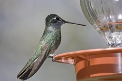 Magnificent Hummingbird