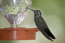 Magnificent Hummingbird