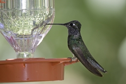 Magnificent Hummingbird